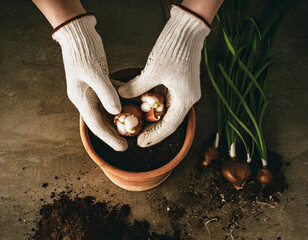 Hands planting bulbs in the flower pot