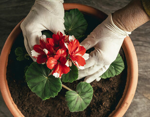 Planting geranium plant into terracotta flower pot. Spring gardening and planting concept.