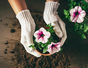 Hands holding potted petunia flower, top view. Spring gardening and planting concept.