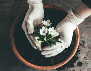 Hands planting flower in the pot, top view. Spring gardening and planting concept.