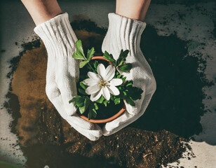 Hands holding potted flower, top view. Spring gardening and planting concept.