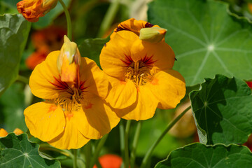 Yellow nasturtium (tropaeolum) flowers in bloom