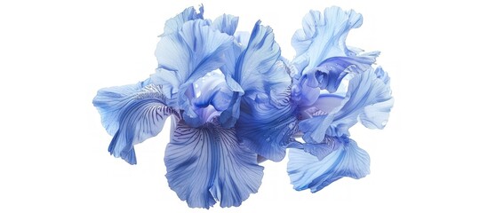 Beautiful a blue iris flower with many petals isolated on white background