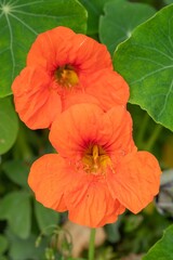 Orange nasturtium (tropaeolum) flowers in bloom