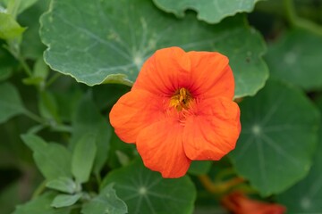 Close up of an orange nasturtium (tropaeolum) flower in bloom