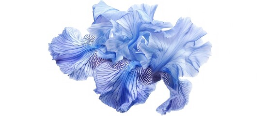Beautiful a blue iris flower with many petals isolated on white background