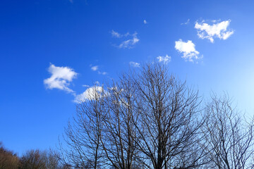 Bare branches set against a beautiful blue sky with a few white clouds