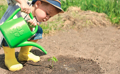 A little boy waters a planted plant in the ground with water from a watering can. A child takes care of plants in the garden, a boy in yellow rubber boots, a bed with cucumbers, planting a green