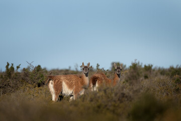 Herd of guanaco llama in Patagonia. Vast wild land in Argentina. Llamas in Valdés peninsula.  