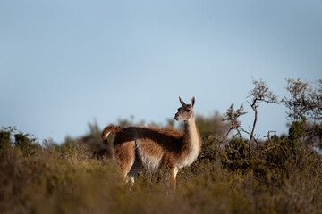 Herd of guanaco llama in Patagonia. Vast wild land in Argentina. Llamas in Valdés peninsula.  