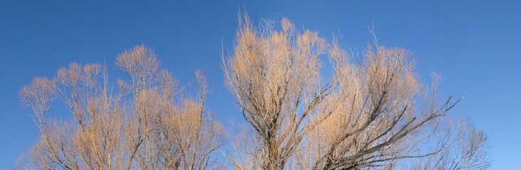 Bare branches of cottonwood trees  along the Yampa River in Steamboat Springs, Colorado