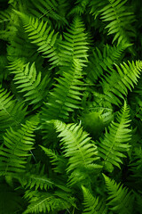 Fototapeta na wymiar Vibrant Green Fern Plants Flourishing in their Natural Habitat - Detailed Close-Up