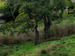Two forms of cork oaks, Monsanto, Castelo Branco, portugal