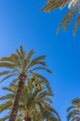 Alicante, Spain - January 5 2024 "A historic Mediterranean city in south Spain"