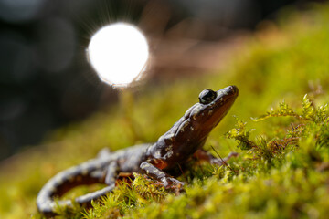 Green salamander (Aneides aeneus) with sun