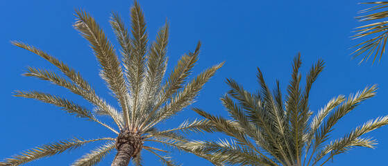 Obraz premium Alicante, Spain - January 5 2024 