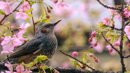 桜とヒヨドリ