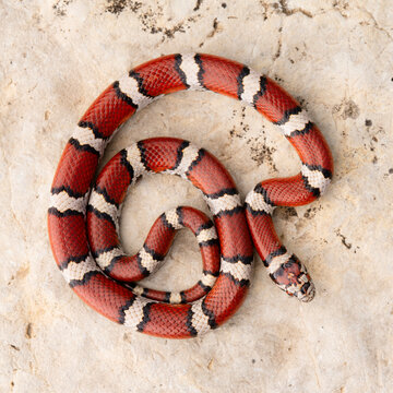 Red milk snake (Lampropeltis triangulum)