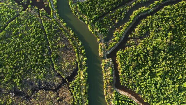A river runs through mangroves in Asia, Cambodia, Kampot, in summer on a sunny day.