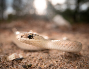 Smooth green snake (buff phase) (Opheodrys vernalis) with sun