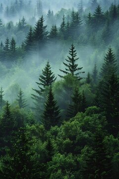 Misty fir forest landscape