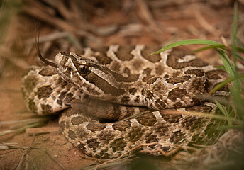 Western Massasauga (Sistrurus catenatus)