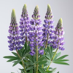 Obraz premium lupine flower 