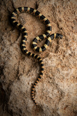 Long-nosed snake (Rhinocheilus lecontei)