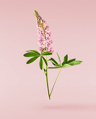  Beautiful pink Lupine flowers falling in the air isolated background. Creative zero gravity or levitation concept