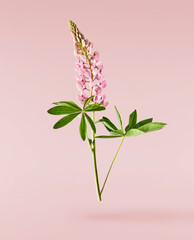  Beautiful pink Lupine flowers falling in the air isolated background. Creative zero gravity or...