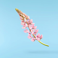  Beautiful pink Lupine flowers falling in the air isolated background. Creative zero gravity or...