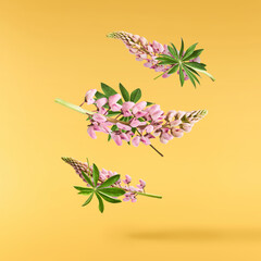  Beautiful pink Lupine flowers falling in the aor isolated background. Creative zero gravity or...
