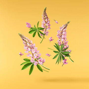  Beautiful pink Lupine flowers falling in the aor isolated background. Creative zero gravity or levitation concept