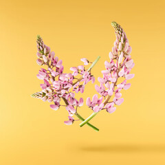  Beautiful pink Lupine flowers falling in the aor isolated background. Creative zero gravity or...