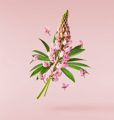  Beautiful pink Lupine flowers falling in the air isolated background. Creative zero gravity or levitation concept