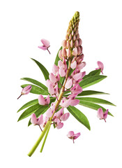  Beautiful pink Lupine flowers falling in the air isolated background. Creative zero gravity or levitation concept