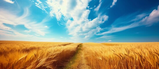 Tranquil path through golden wheat field under clear blue sky, leading to infinity