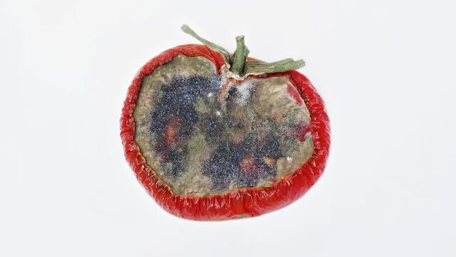 Rotting tomato at white background. Rotting and moldy tomato slice. Growing mold on the surface of a rotten tomato. Timelapse of growing mold on rotten tomato. Close-up in 4K, UHD