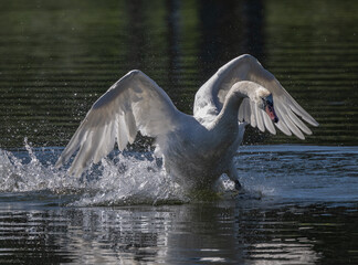 Mute Swan Courting, Cameron Park Lake