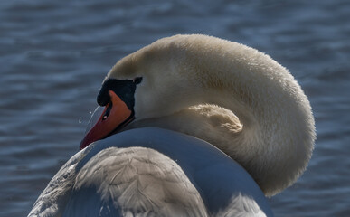 Mute Swan Courting, Cameron Park Lake
