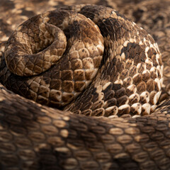 Western hognose snake (Heterodon nasicus) tail