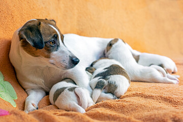 emale Jack Russell Terrier feeds her puppies on a peach blanket. Caring for puppies and nursing dogs. mothers Day