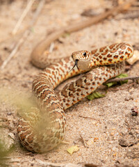 Naklejka premium Yellow-bellied racer (Coluber constrictor)