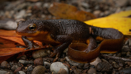 California newt (Taricha torosa)