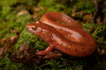Blue ridge spring salamander (Gyrinophilus porphyriticus danielsi)