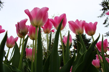 Pink tulips against a clear sky