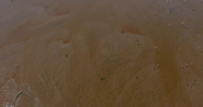 Parvada de Aves migratorias en rio