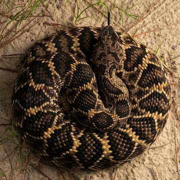 Eastern diamonback rattlesnake (Crotalus adamanteus)