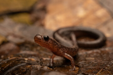 Leadback red-backed salamander (Plethodon cinereus)