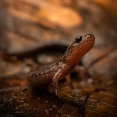 Leadback red-backed salamander (Plethodon cinereus)